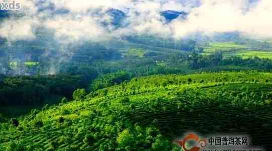 普洱茶产地推荐：优质茶叶的天堂之地