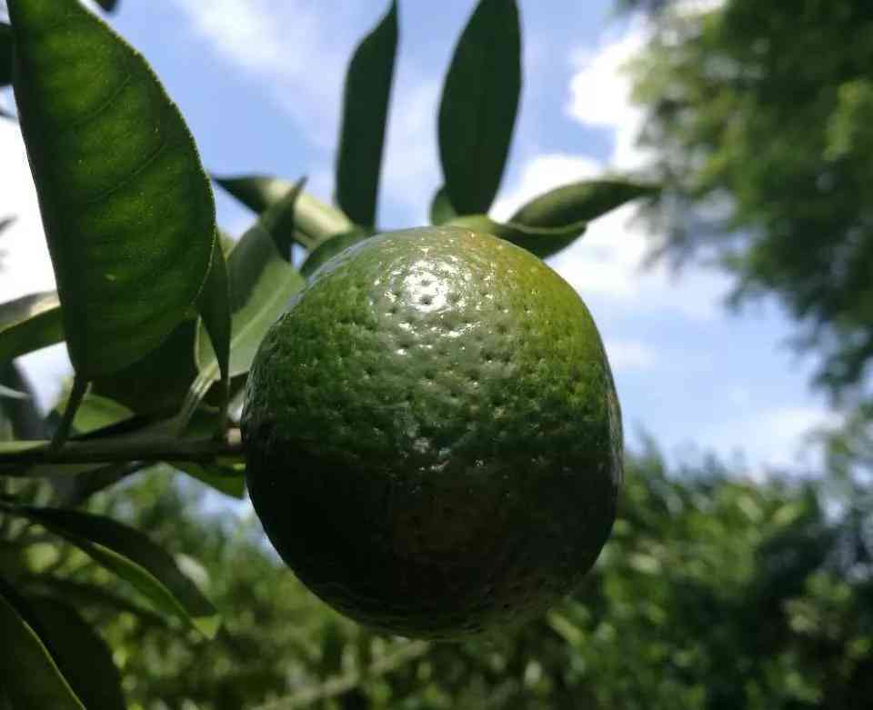 哪里的青柑喝最正宗？青柑茶哪里生产的？