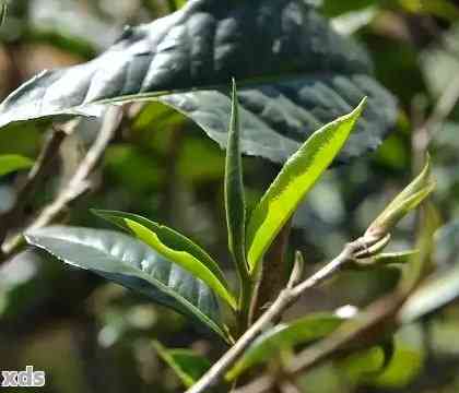 普洱茶单株的特色与药理作用：一场茶叶的科学探索