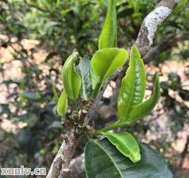 普洱茶单株的特色与药理作用：一场茶叶的科学探索