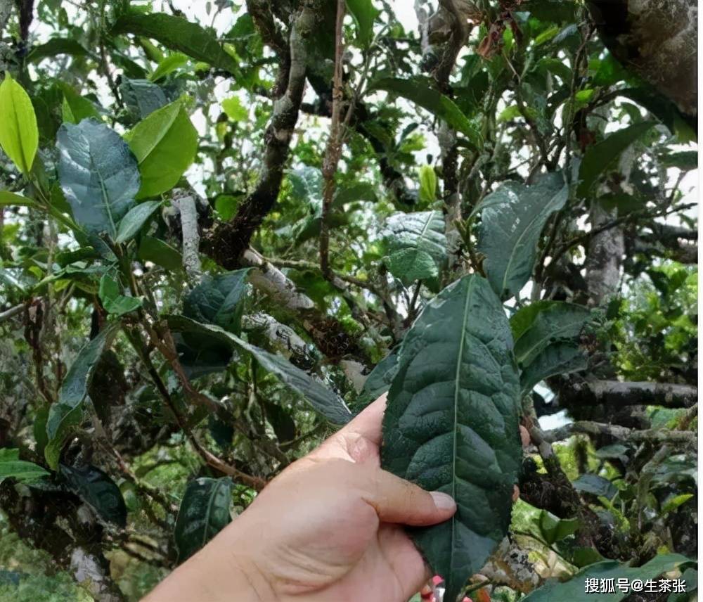 普洱茶单株和纯料的区别