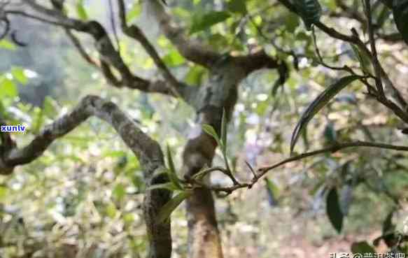 新探索沧源普洱茶的种类与特性：源自哪个茶树品种？