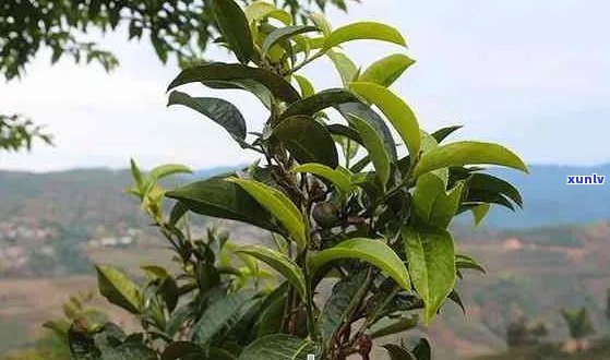 沧源普洱茶：一种独特的茶叶品种及其种植、制作与品鉴全解析