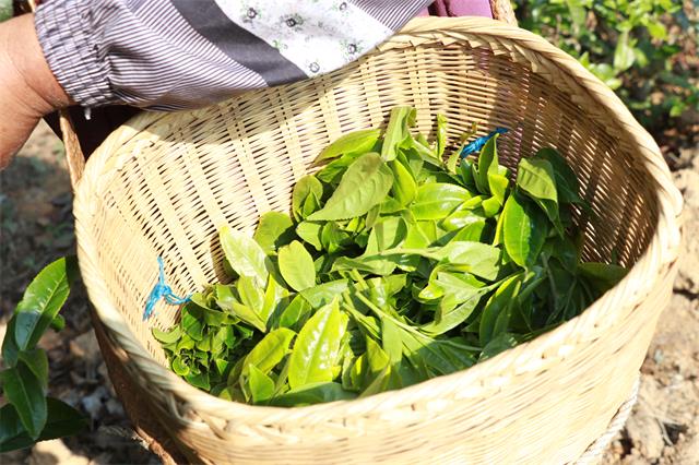 十大高端普洱茶玉露品种