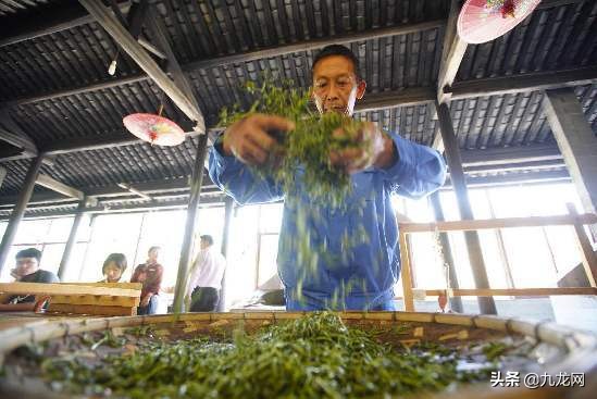 纯天然，有机种植，高贡山古茶树精选普洱茶