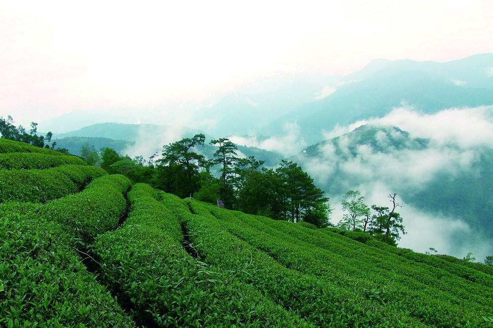 大好河山牌茶叶品质如何？价格多少？