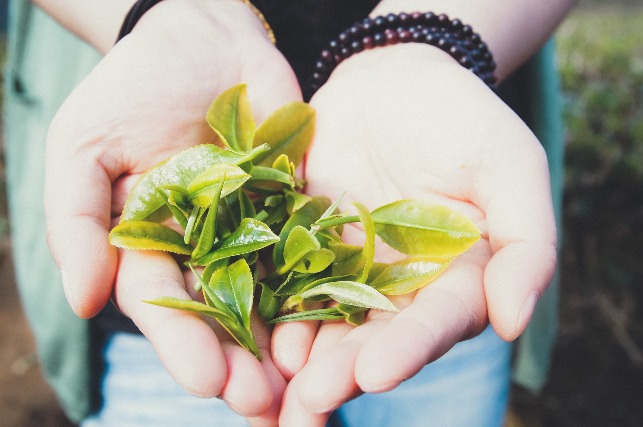 炒普洱茶赚钱：真实投资还是骗局？