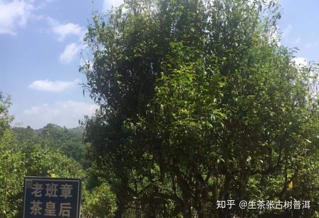 探寻普洱茶区三大茶山：哪座山脉孕育了更优质的普洱茶叶？