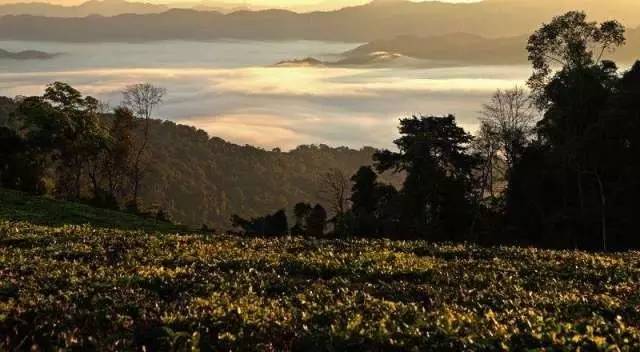 探寻普洱茶区三大茶山：哪座山脉孕育了更优质的普洱茶叶？