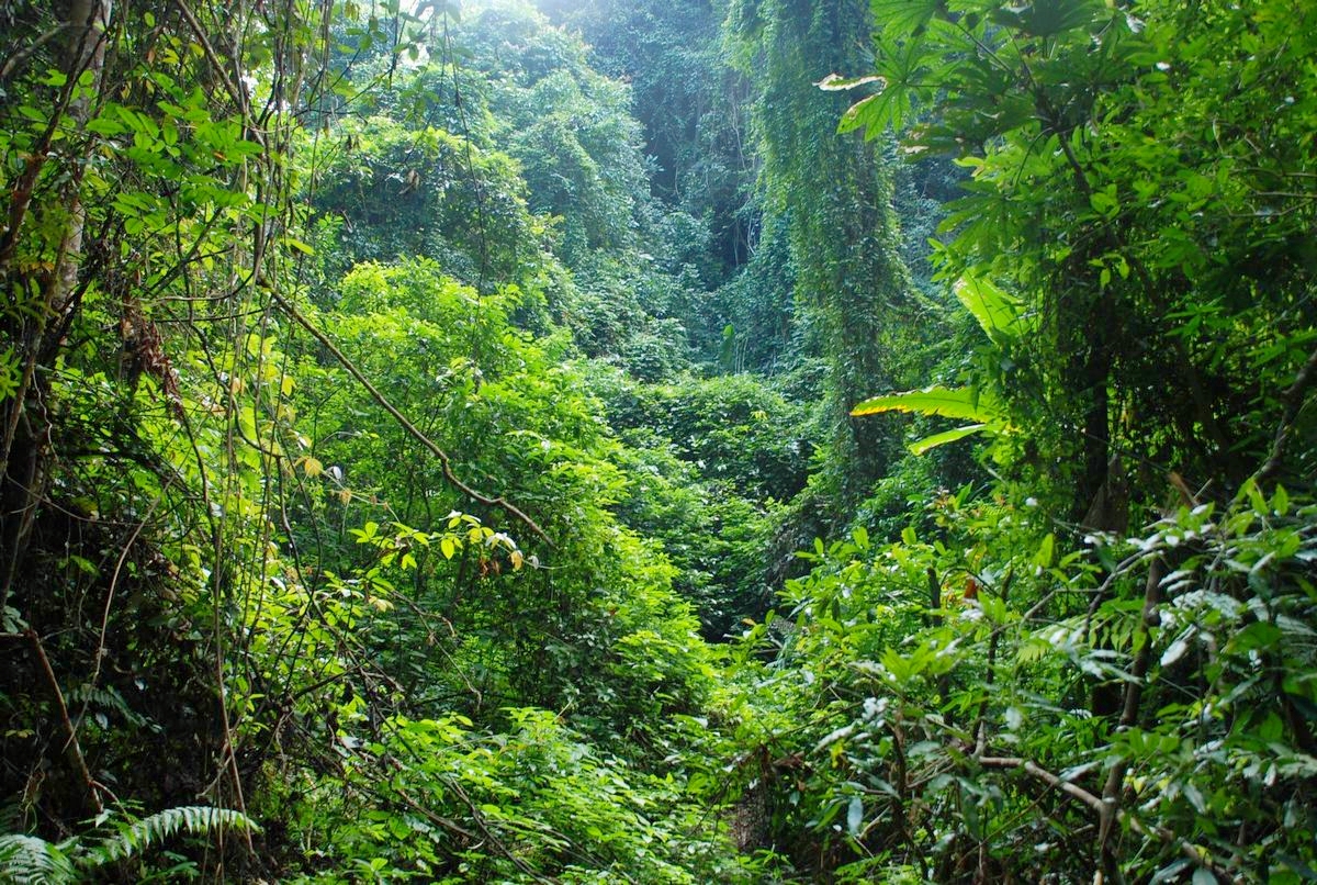 全方位指南：如何正确保存易武普洱茶生茶，以确保其品质和口感不受影响