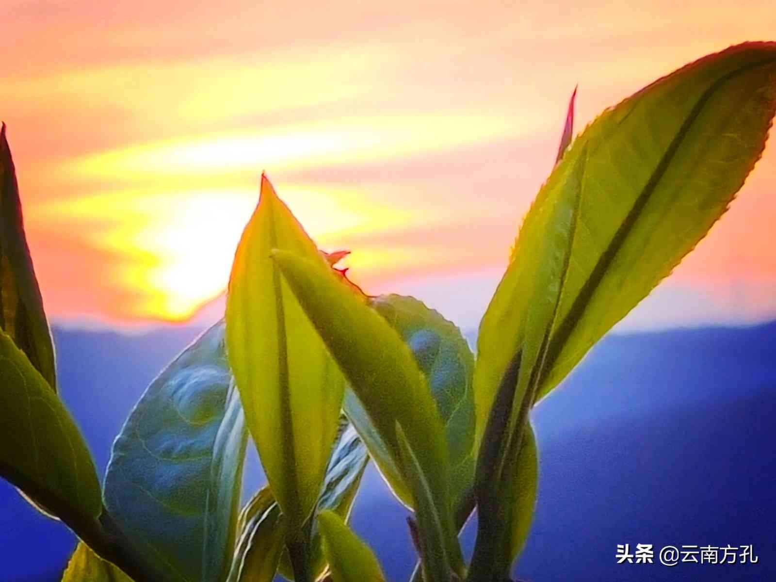 北京卖普洱茶的公司地址