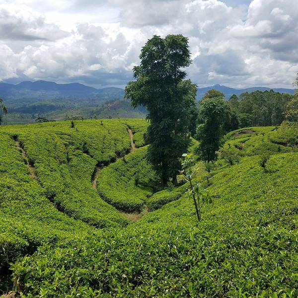 州哪里可以买到正宗普洱茶？