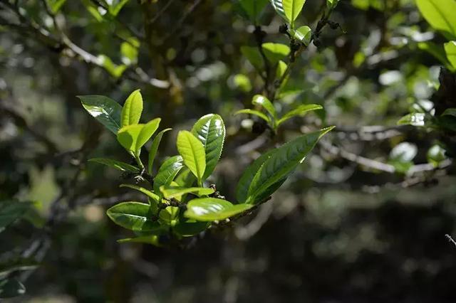 凤庆大叶种茶：一种独特的普洱茶还是红茶？