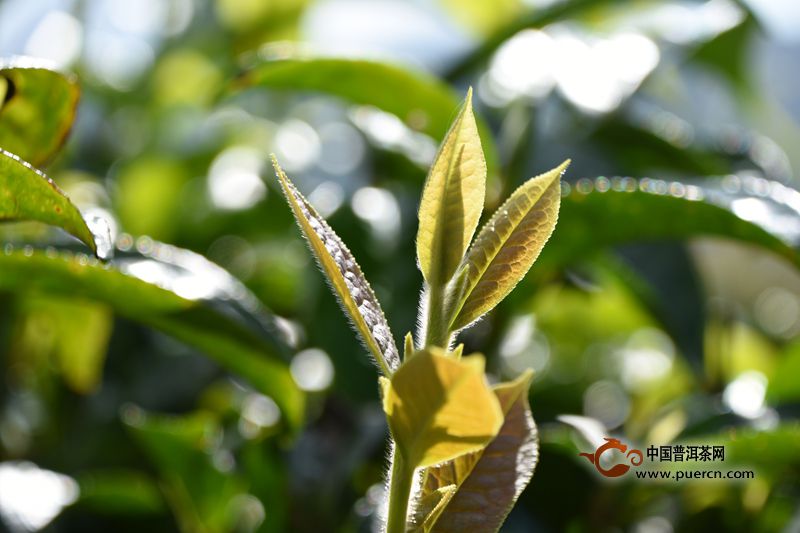 凤庆大叶种茶：一种独特的普洱茶还是红茶？