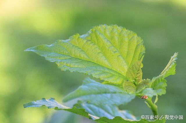 降血压降血脂的植物有哪些：药用价值与功效