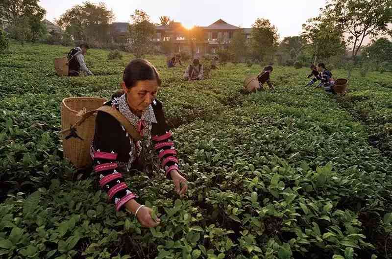 如何正确冲泡普洱茶以使其散开？了解完整步骤和技巧！