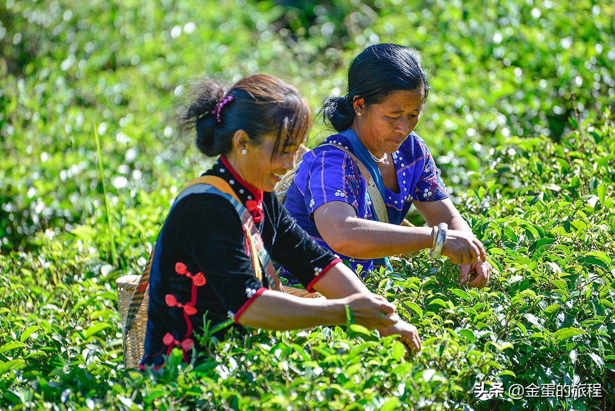 金秋时节，品味普洱茶的醇厚之韵：探寻秋天里普洱茶的独特名字