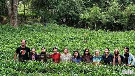 探秘普洱茶博园：品鉴优质茶品与了解制茶工艺的全方位体验