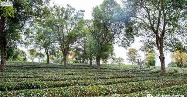 探秘普洱茶博园：品鉴优质茶品与了解制茶工艺的全方位体验