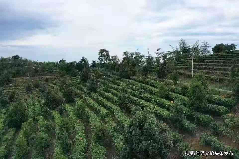 探秘普洱茶博园：品鉴优质茶品与了解制茶工艺的全方位体验