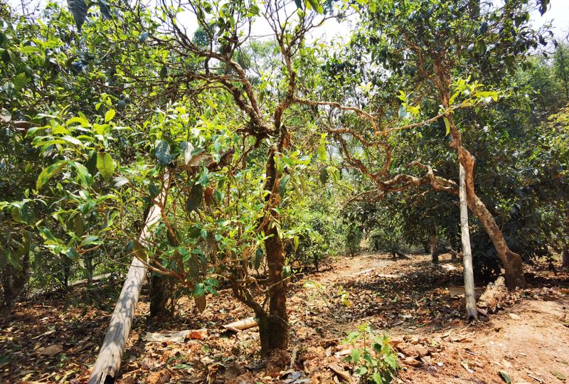 迷弟普洱茶是哪里的茶叶