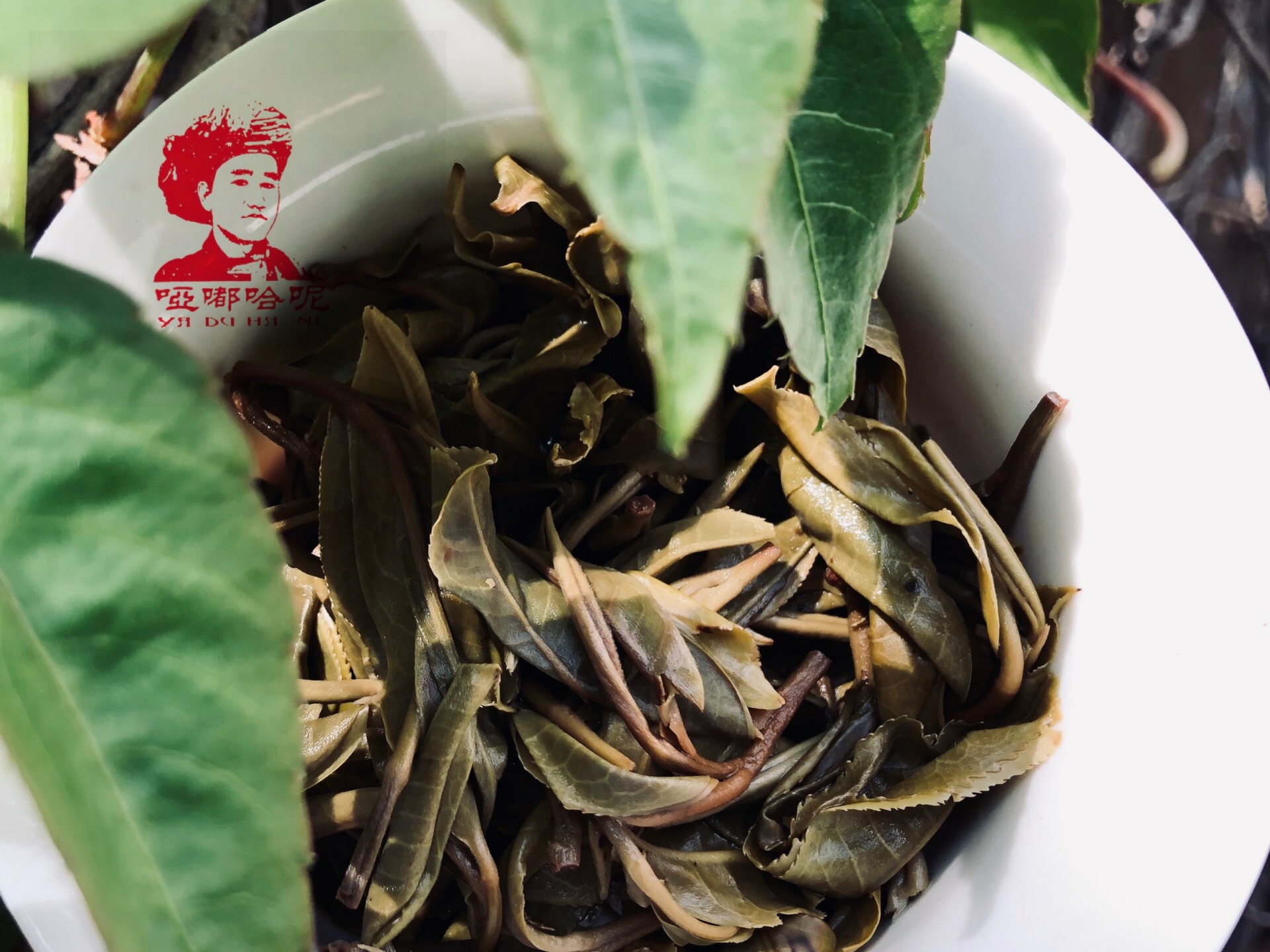 迷弟普洱茶是哪里的茶叶