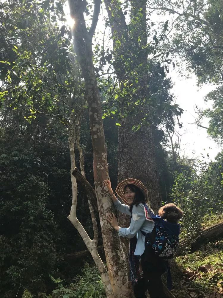 老故事汇普洱茶：揭秘茶叶真正价格与茶馆内幕