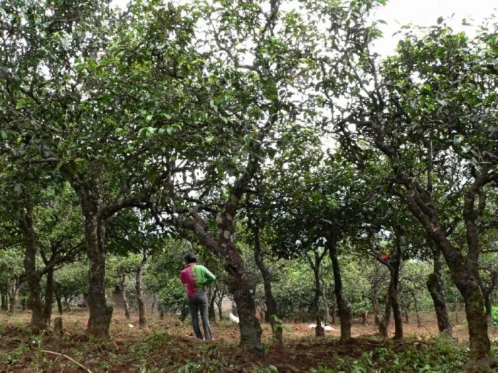 探寻普洱茶原产地直采的三大关键因素：品种、土与气候的综合影响