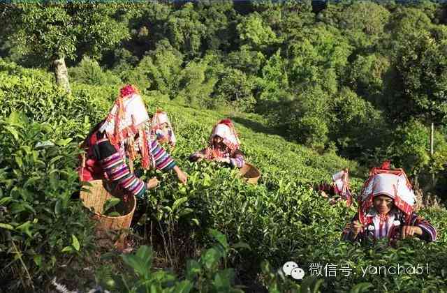 探寻普洱茶原产地直采的三大关键因素：品种、土与气候的综合影响