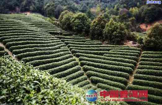 普洱茶一亩良田产多少斤