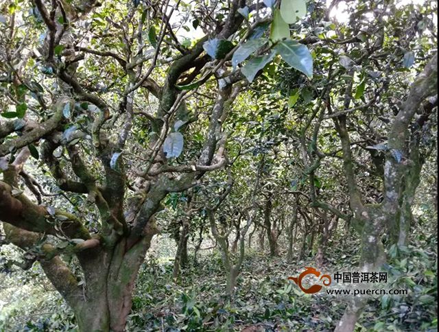 勐库东半山古树茶：品种、口感与价格一览