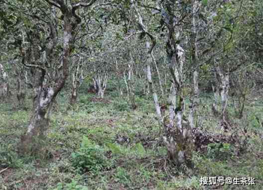 勐库东半山古树茶：品种、口感与价格一览