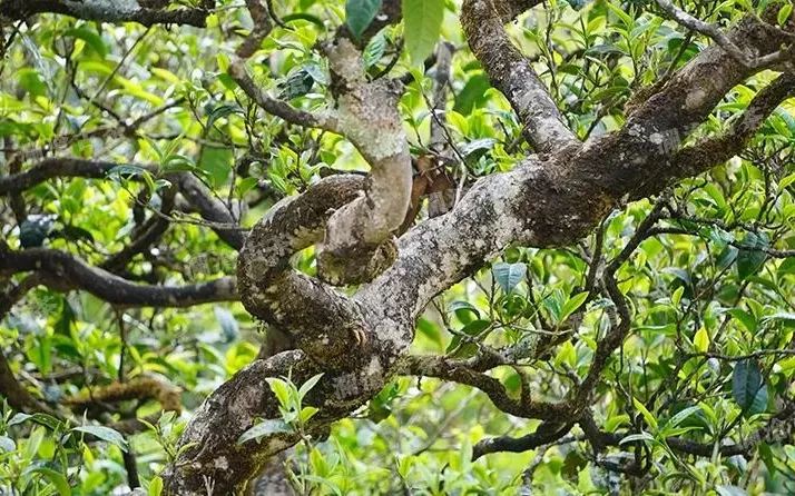 勐库东半山古树茶：品种、口感与价格一览