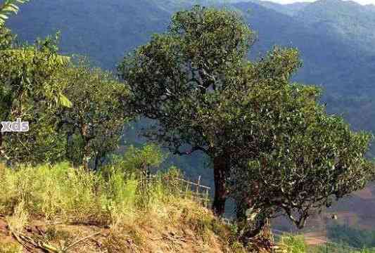 探索勐库东半山：自然景观、当地文化与旅行攻略一览无余