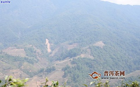 探索岩子头普洱茶的独特风味及其历文化背景