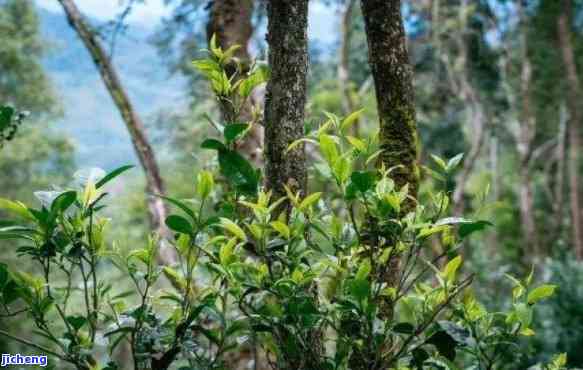 探索岩子头普洱茶的独特风味及其历文化背景