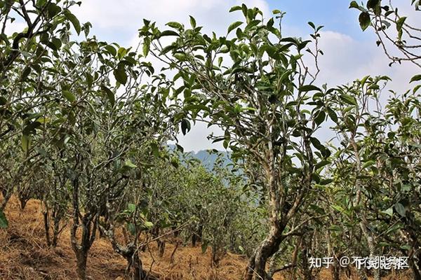 探索岩子头普洱茶的独特风味及其历文化背景