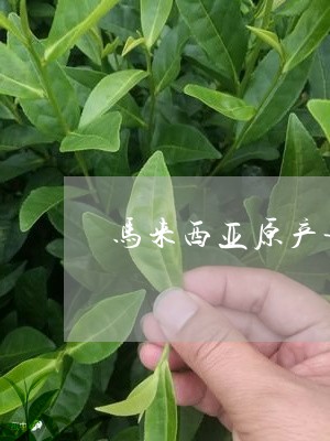 马来西亚做普洱茶怎么样