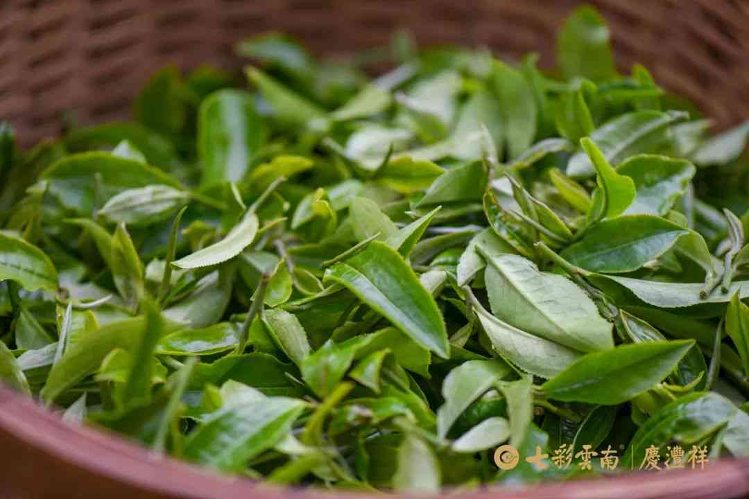 18年老班章普洱春茶-2018老班章普洱茶价格