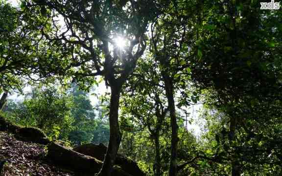 云南普洱茶：野象谷产地，探寻古树茶魅力