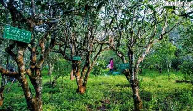 云南普洱茶：野象谷产地，探寻古树茶魅力