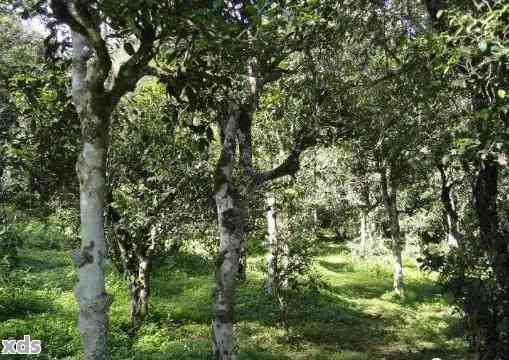 云南普洱茶：野象谷产地，探寻古树茶魅力