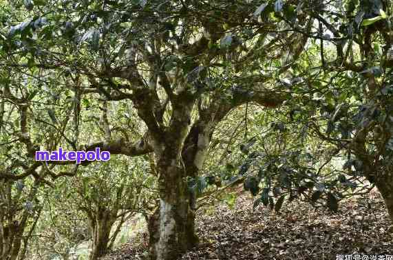 云南曼岗普洱茶：产地，单株，捌号，茶片区与特色概述