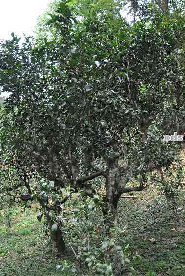 云南曼岗普洱茶：产地，单株，捌号，茶片区与特色概述