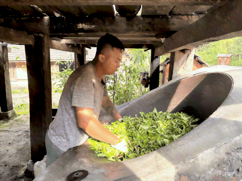 易武正山雨林古茶坊：探寻千年古树与传统制茶工艺的完美融合