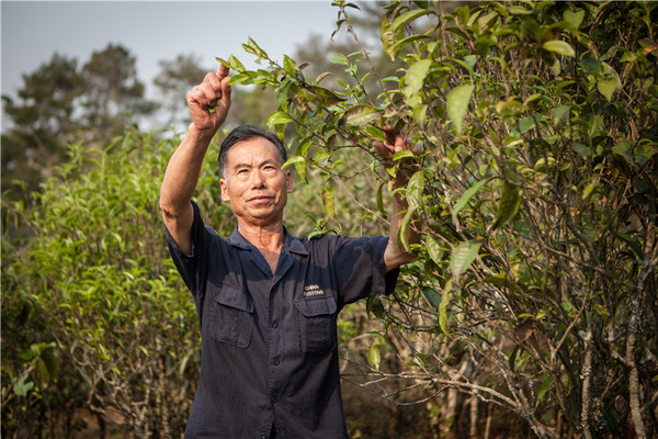 普洱生沱茶易武正山：雨林古树与传统制茶工艺的完美结合