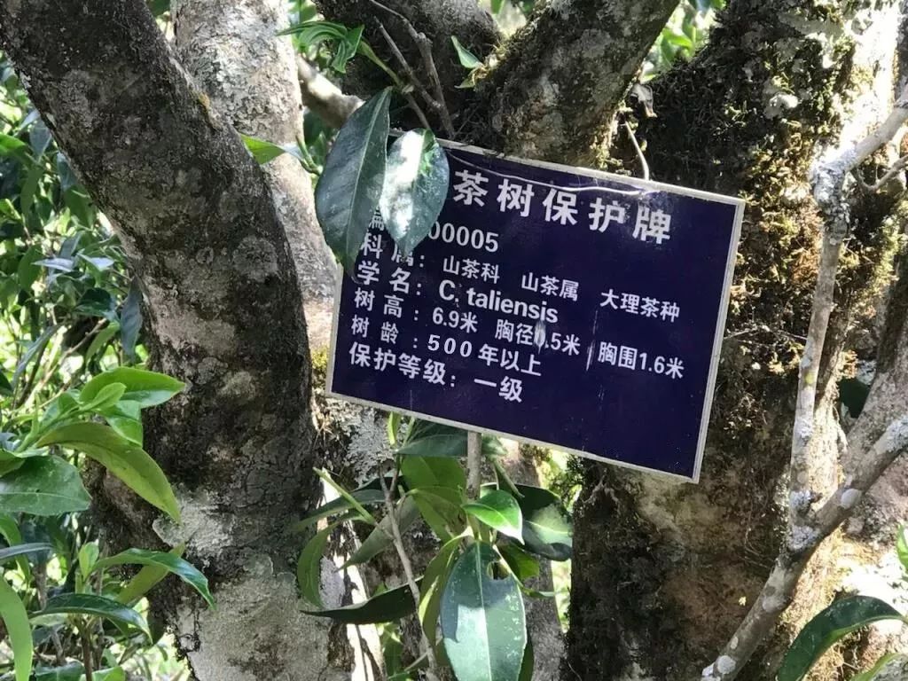 普洱茶认养价格：一斤多少呢？