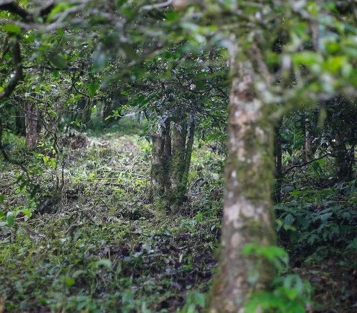 普洱茶山认养：如何参与？有哪些好处？需要支付什么费用？