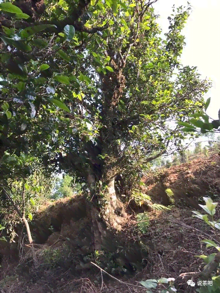 普号普洱茶：古树之韵，山野之情，岁月陈香的独特品鉴体验