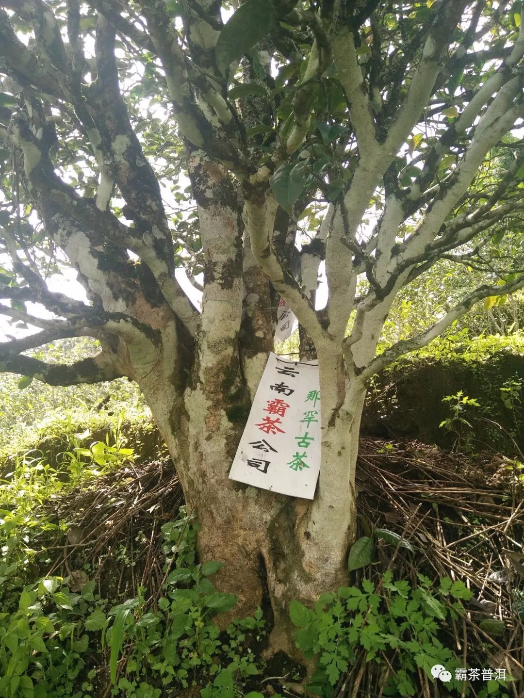 普洱茶古树泡法：怎样冲泡好古树普洱茶